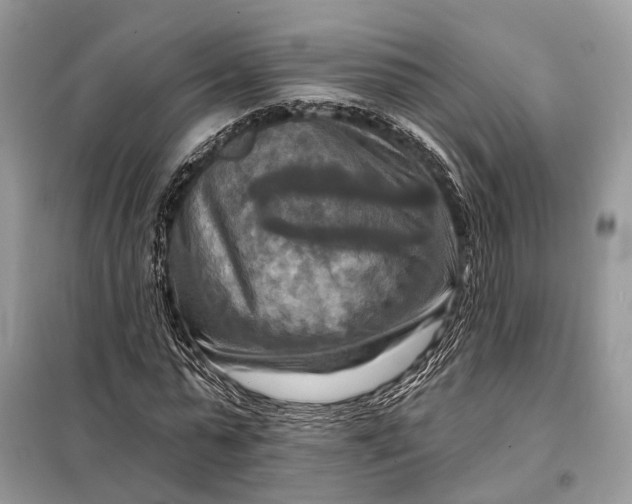 X0000098210775200805081134