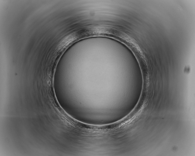 X0000098210785200805081134