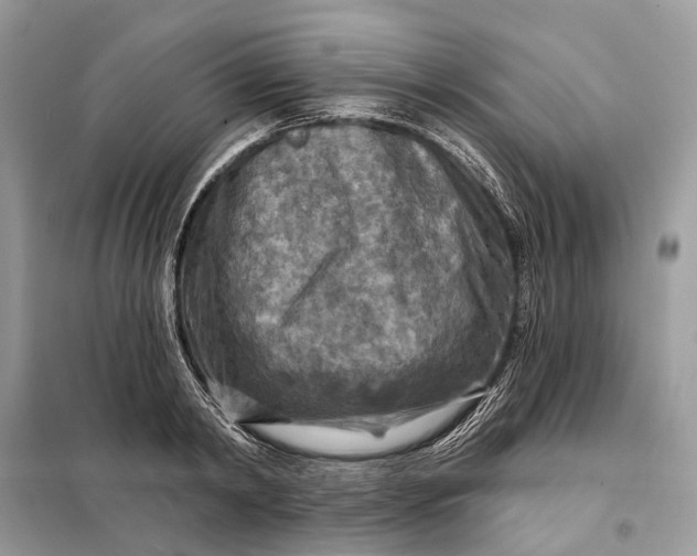 X0000098210798200805081133