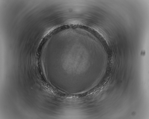 X0000098210823200805081133
