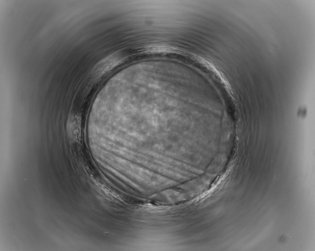 X0000098210825200805081133