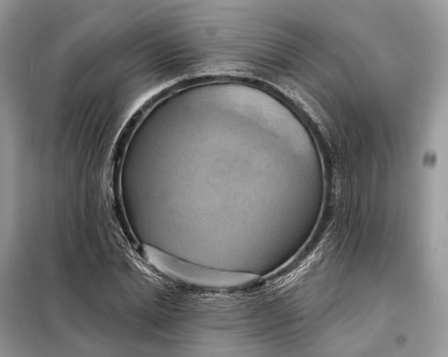 X0000098210830200805081133