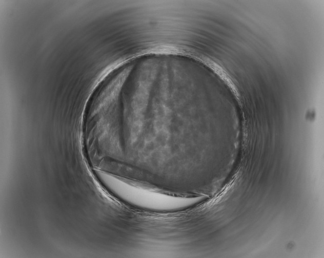 X0000098210845200805081133