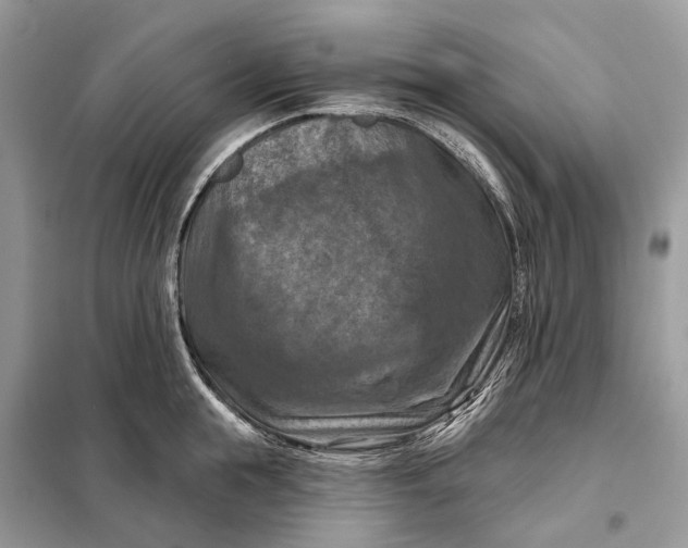 X0000098210855200805081133