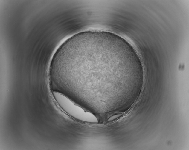 X0000098210864200805081133
