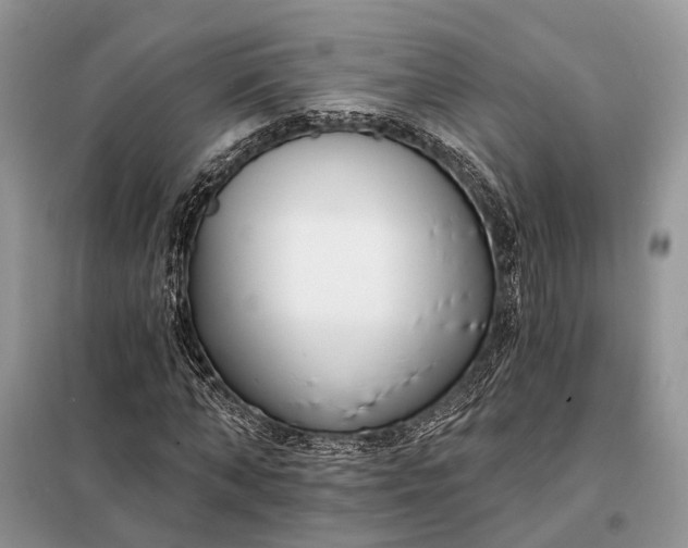 X0000098210870200805081132