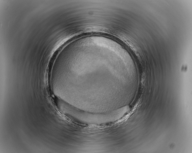 X0000098210877200805081132