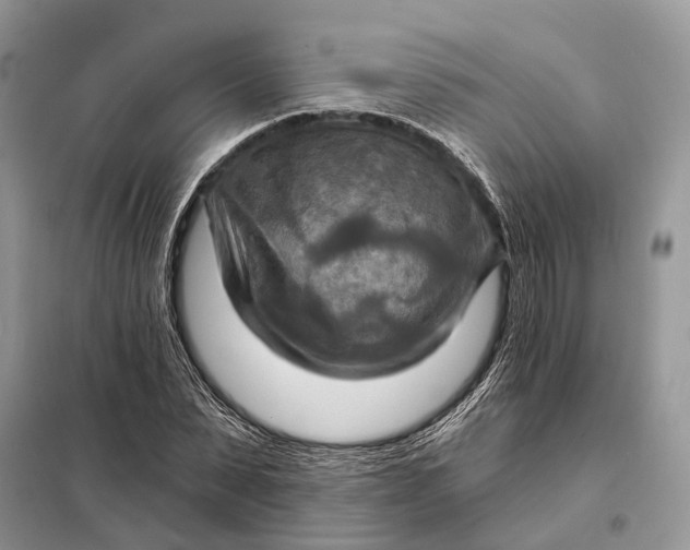 X0000098210879200805081132