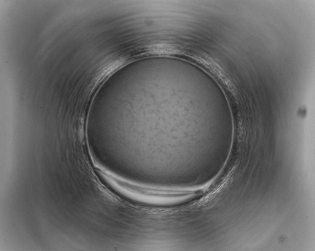 X0000098210889200805081132