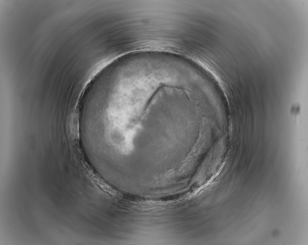 X0000098210925200805081131