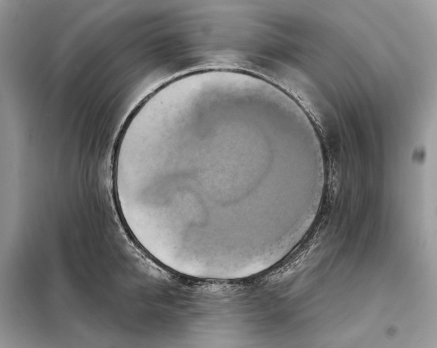 X0000098210950200805081131