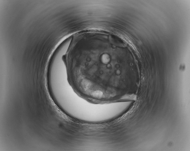 X0000098210984200805081131