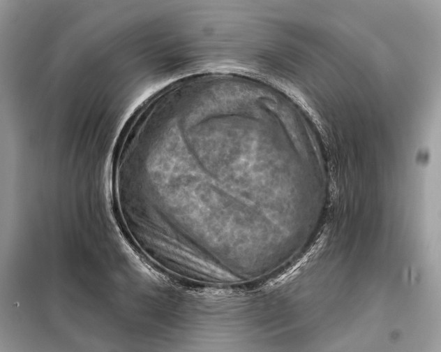 X0000098211032200805081130