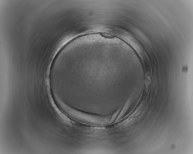 X0000098211055200805081130