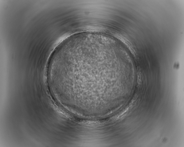 X0000098211074200805081129