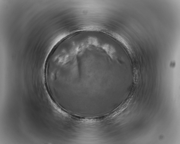 X0000098211087200805081129