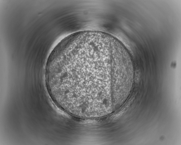 X0000098211094200805081129