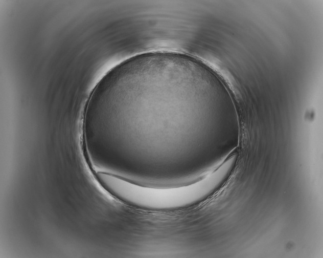 X0000098211383200805081125
