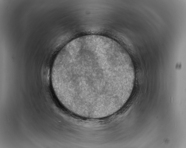 X0000098210024200805151304
