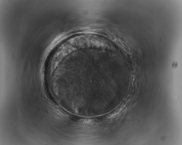 X0000098210295200805151300