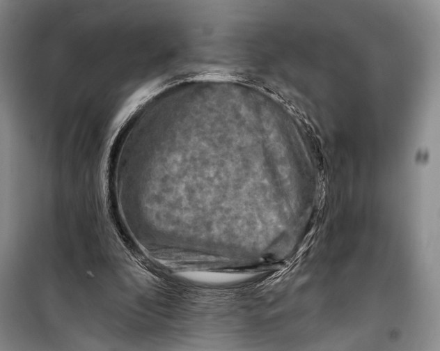 X0000098210296200805151300