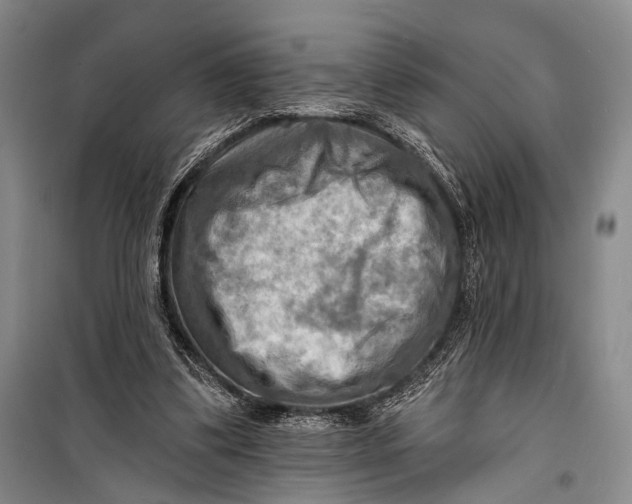 X0000098210299200805151259
