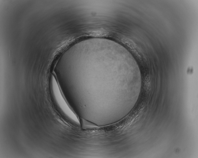 X0000098210303200805151259