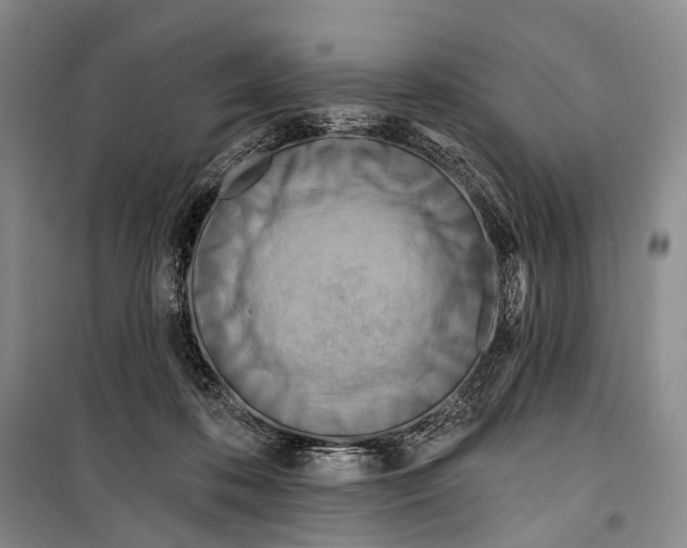 X0000098210316200805151259