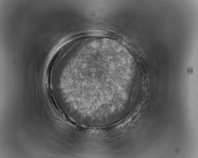 X0000098210343200805151258