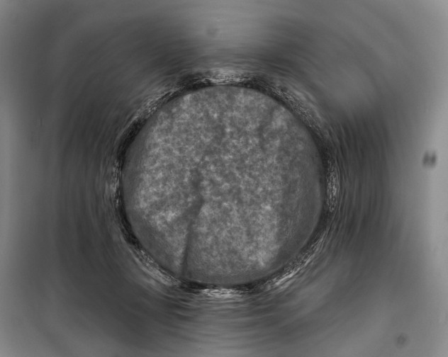 X0000098210367200805151259