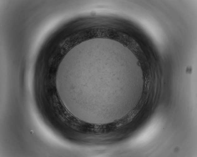 X0000098210383200805151259