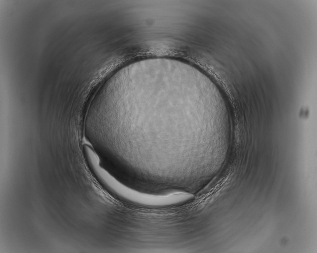 X0000098210393200805151258