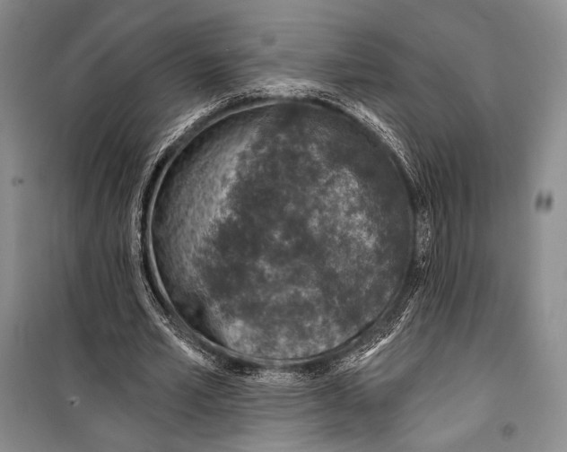 X0000098210581200805151255