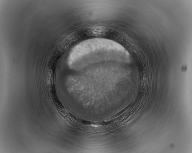 X0000098210651200805151254