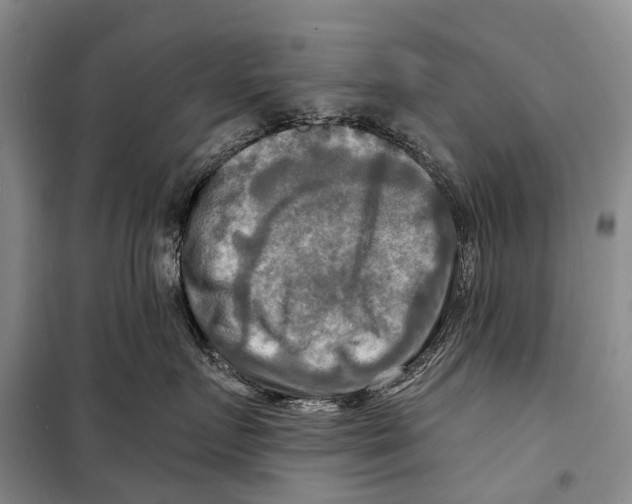 X0000098210719200805151253