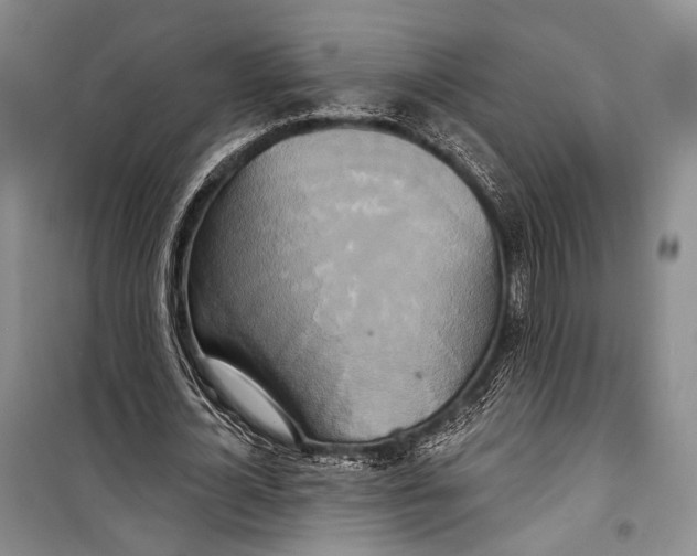 X0000098210724200805151252