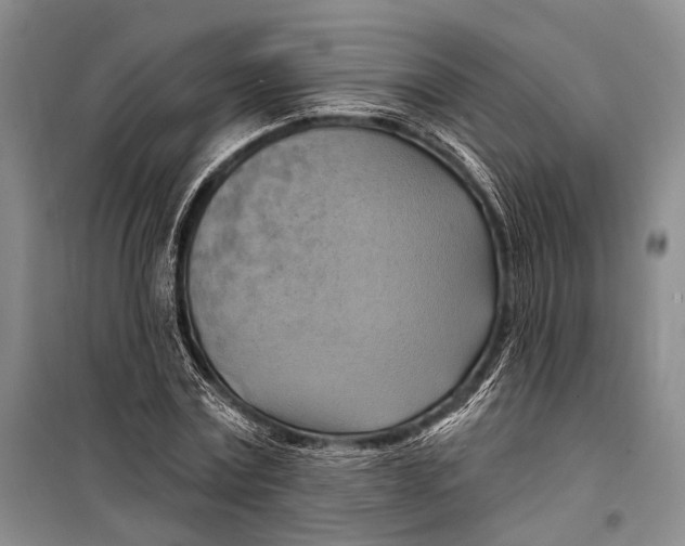 X0000098210779200805151252