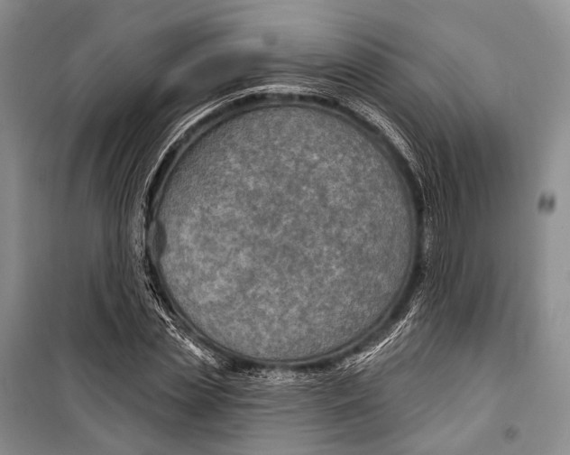 X0000098210829200805151251