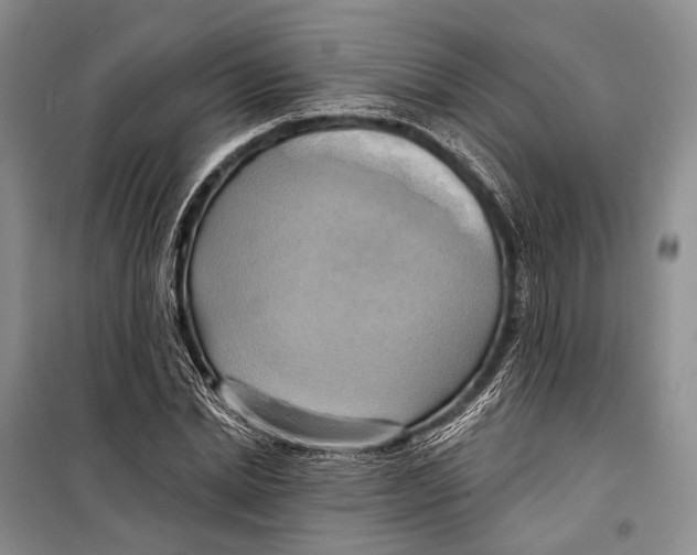 X0000098210830200805151251