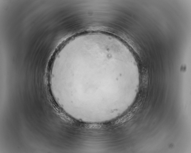 X0000098210832200805151251