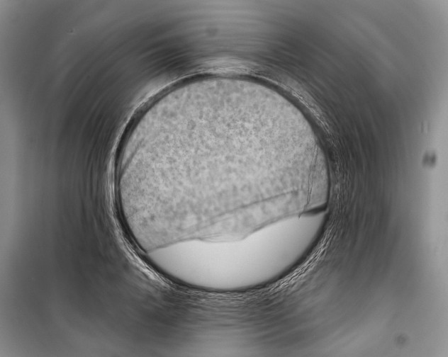 X0000098210840200805151251