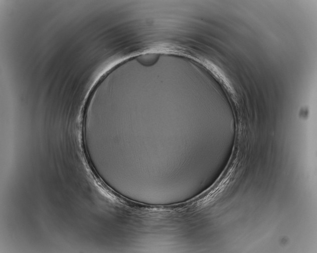 X0000098210854200805151251