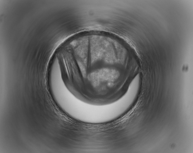 X0000098210879200805151250