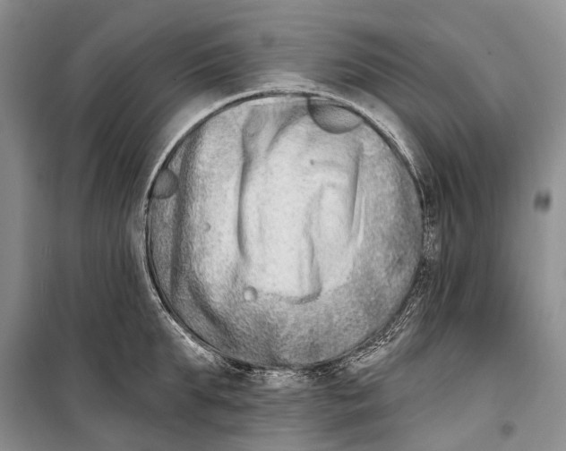 X0000098210903200805151250