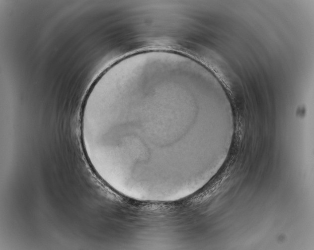 X0000098210950200805151249