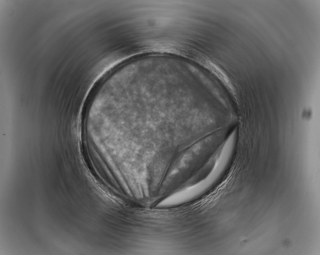 X0000098211028200805151248