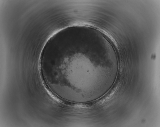 X0000098211037200805151248
