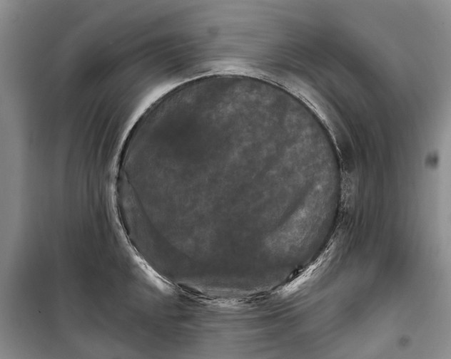 X0000098211048200805151248