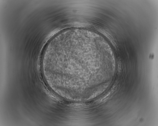 X0000098211074200805151247
