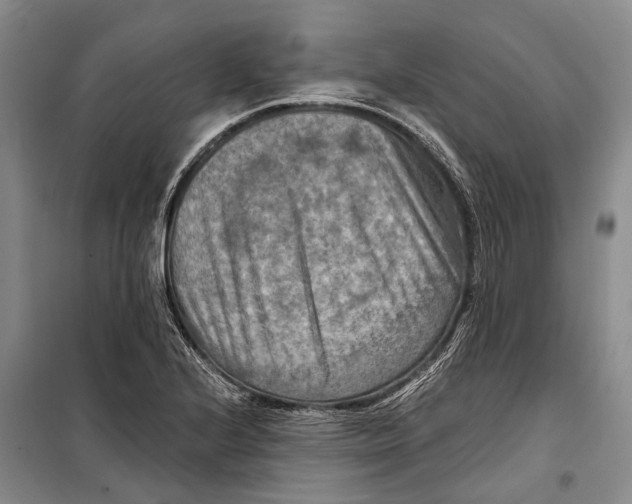 X0000098211224200805151244